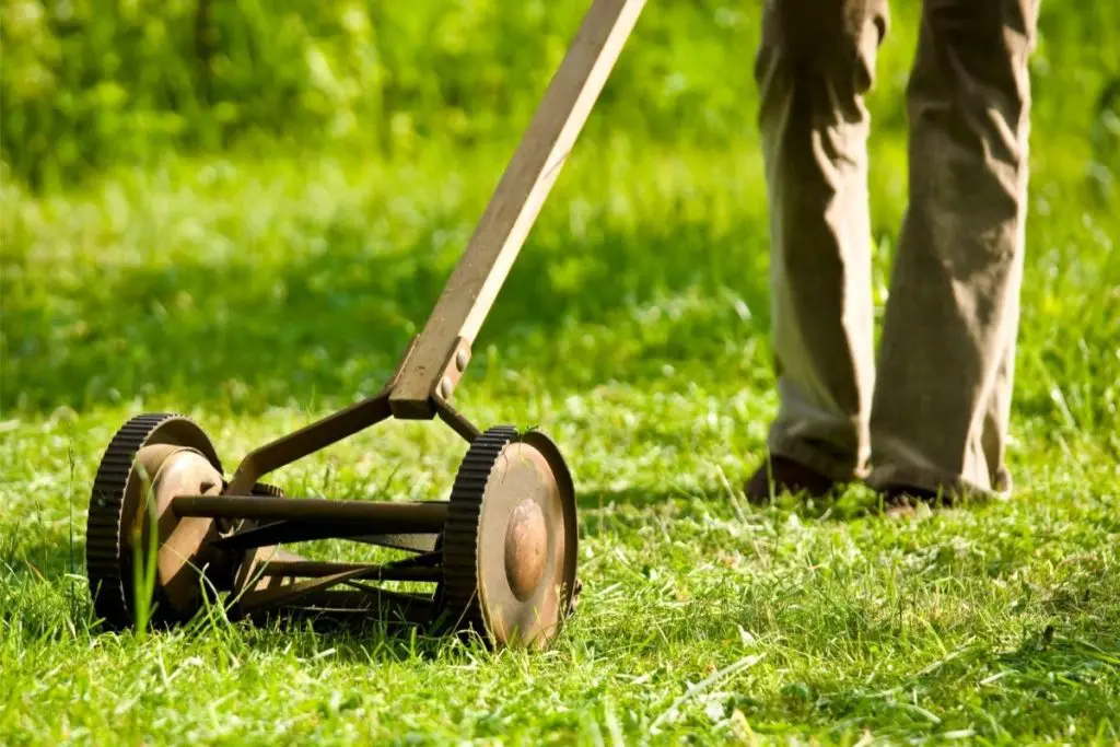 Push Reel Lawn Mower cutting tall grass