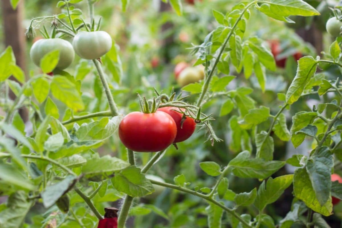 6 Best Organic Fertilizers for Tomatoes for 2022 Summer Gardens