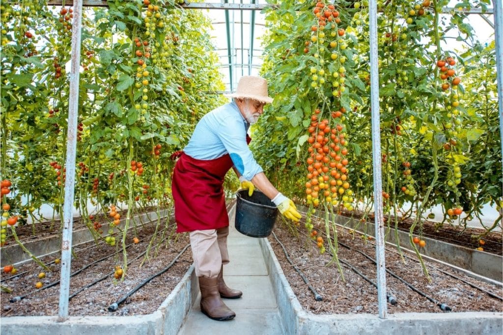 Man using one of the best Organic Fertilizers for Tomatoes