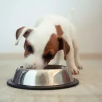Best Canned Dog Food