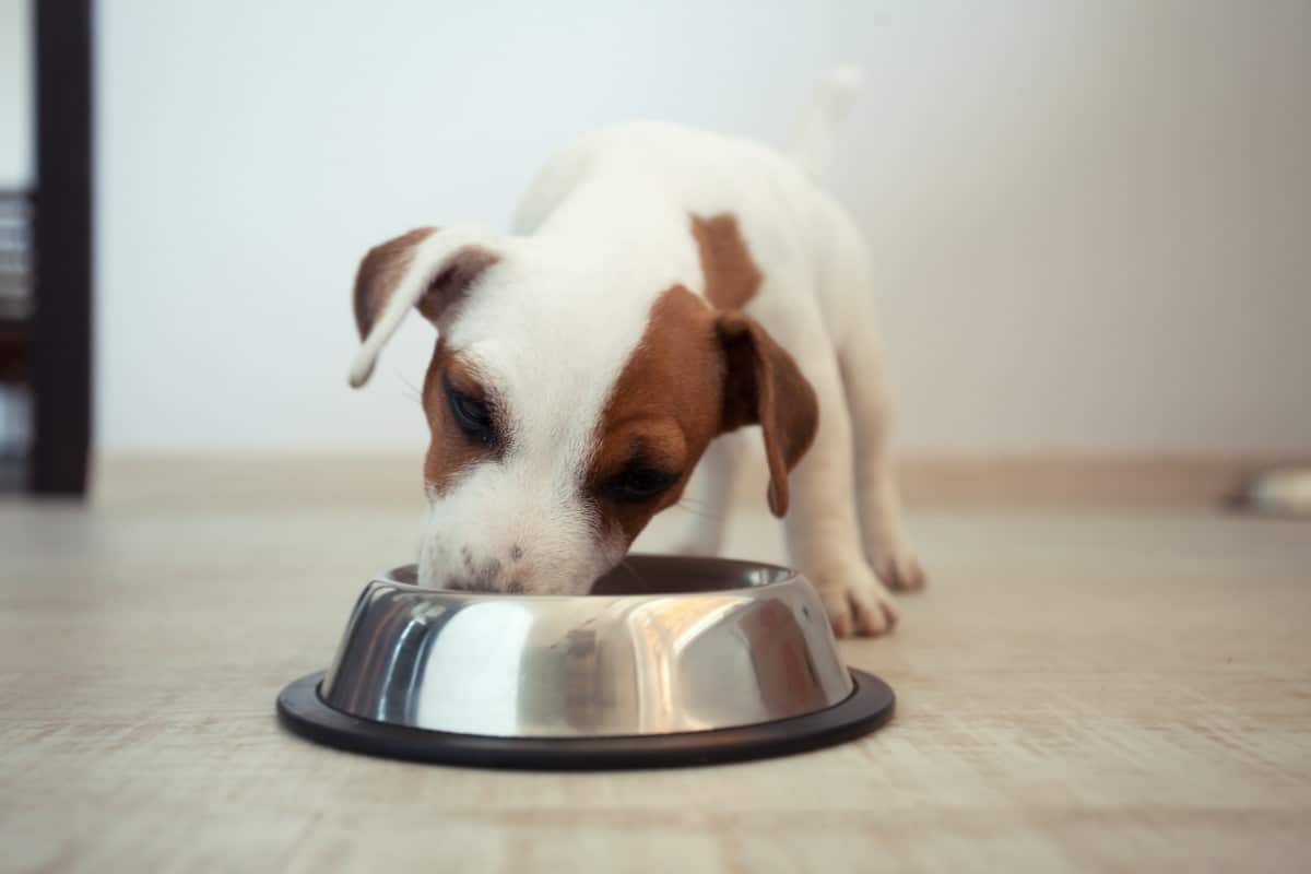 10 Best Canned Dog Food in 2024