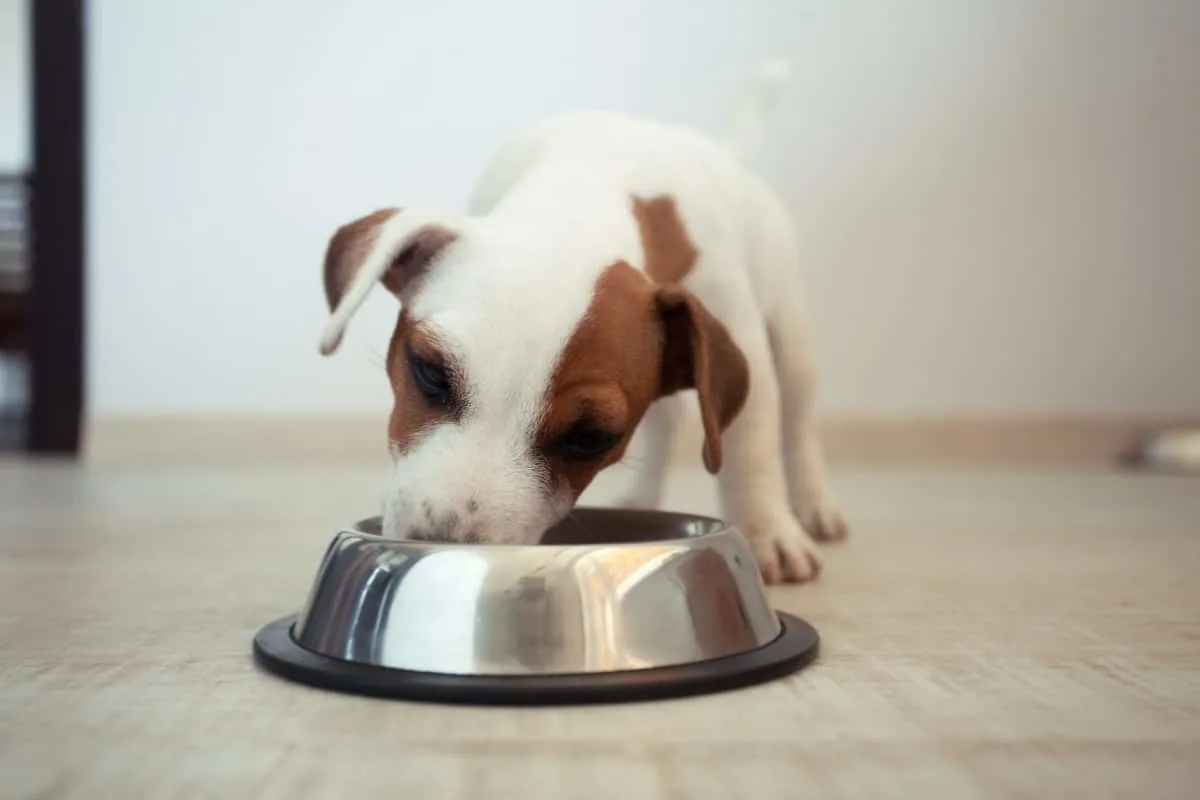 10 Best Canned Dog Food in 2025