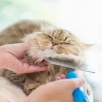 Best Cat Brushes