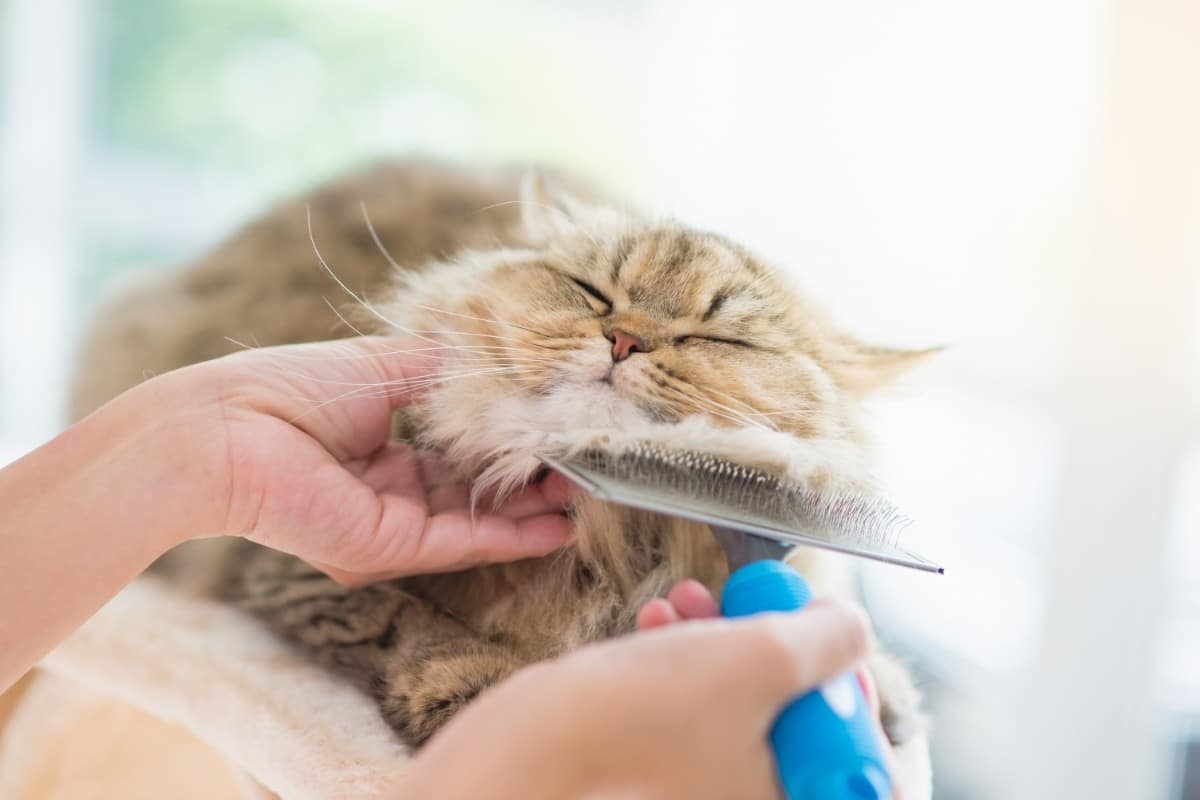 8 Best Cat Brushes in 2022
