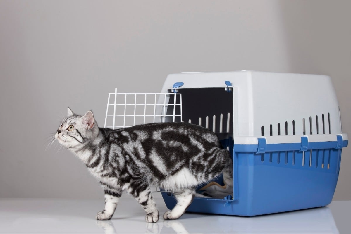 The 6 Best Cat Carriers of 2021