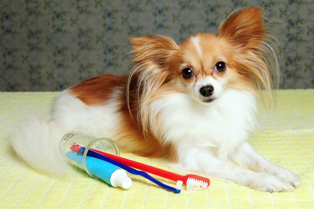 Best Dog Toothpaste in 2022: Top 6 Options