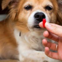 How to Give a Dog a Pill