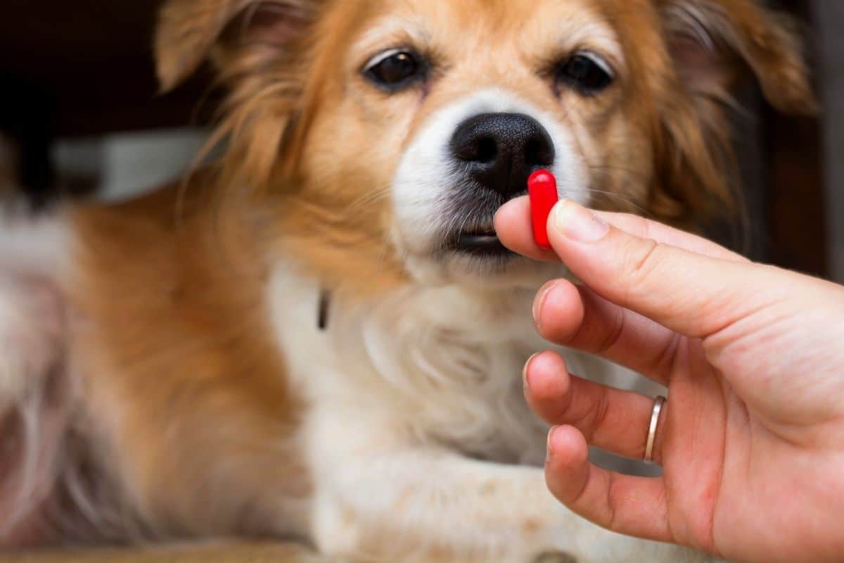 How to Give a Dog a Pill: Tips for Making It Easy & Fun