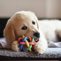 How to Help a Teething Puppy
