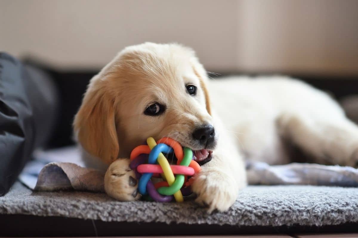 How to Help a Teething Puppy: Our Top Puppy Teething Tips