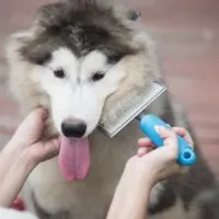 types of dog brushes