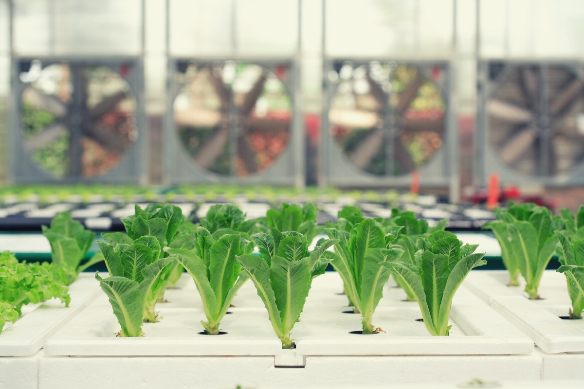 6 Best Hydroponic Systems for Vegetables in 2022