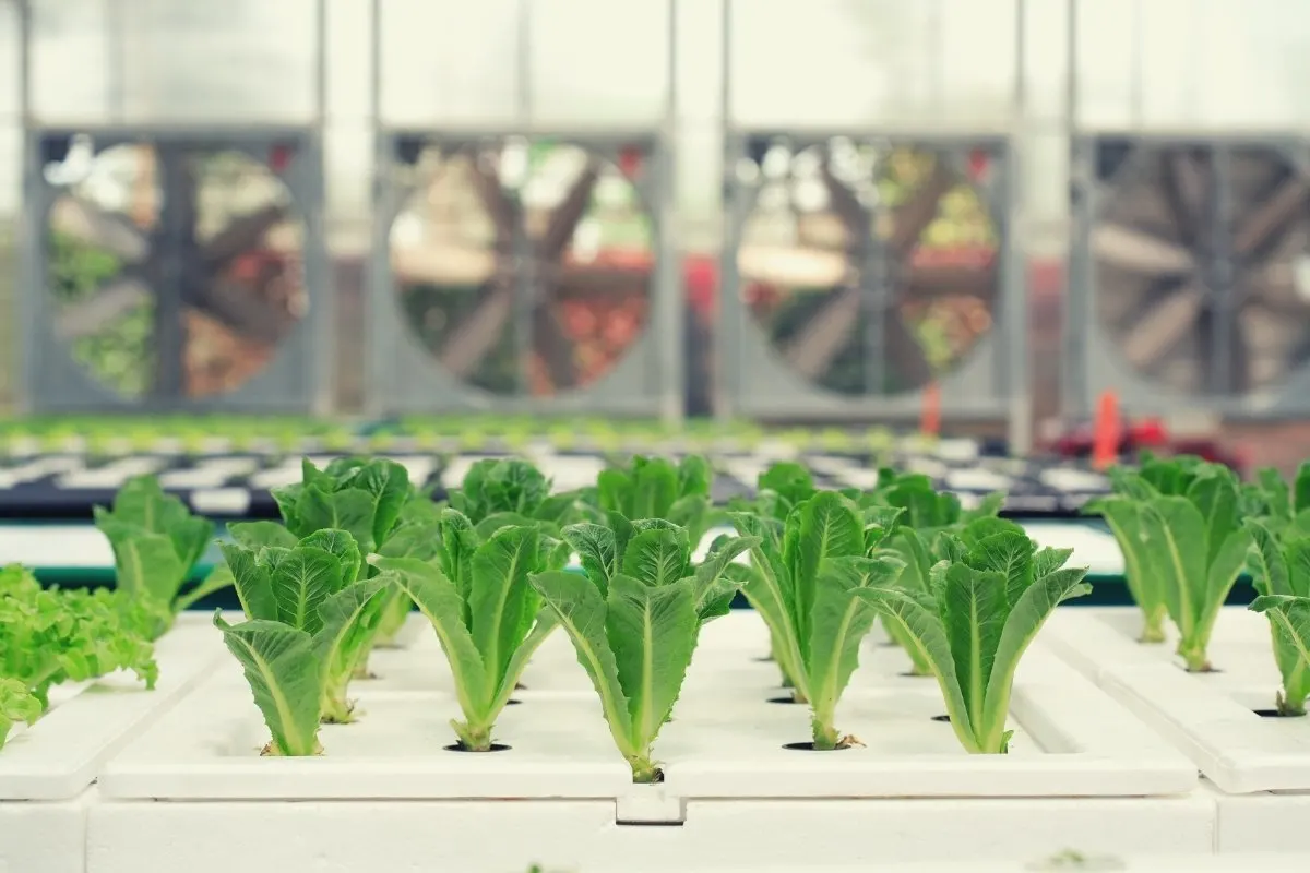 6 Best Hydroponic Systems for Vegetables in 2025